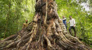 Fotografia da árvore gigante - Divulgação/ Cássio Vasconcelos