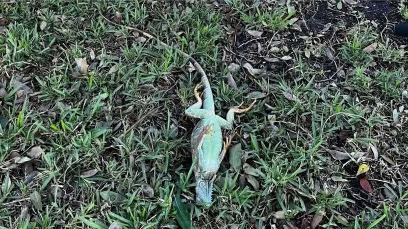 Iguana congelada caída no chão - Divulgação / Twitter