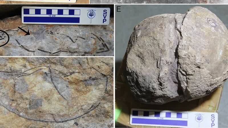 Ovos de dinossauros encontrados no estado de Madhya Pradesh, na Índia - Divulgação/Dhiman