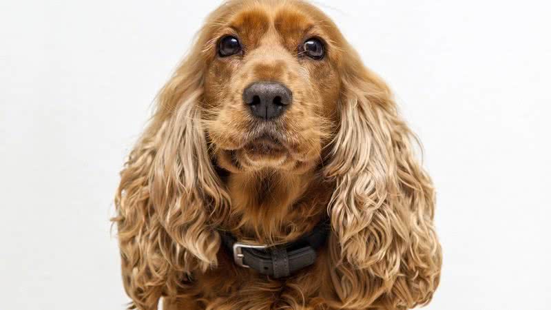 Foto ilustrativa de um Cocker Spaniel - Pixabay