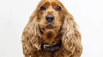 Foto ilustrativa de um Cocker Spaniel - Pixabay