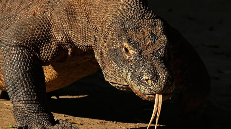 Imagem de um dragão de Komodo - Wikimedia Commons