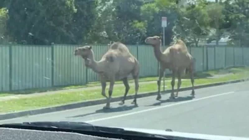 Dromedários em rodovia australiana - Divulgação/Redes Sociais