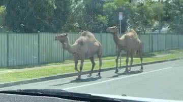 Dromedários em rodovia australiana - Divulgação/Redes Sociais