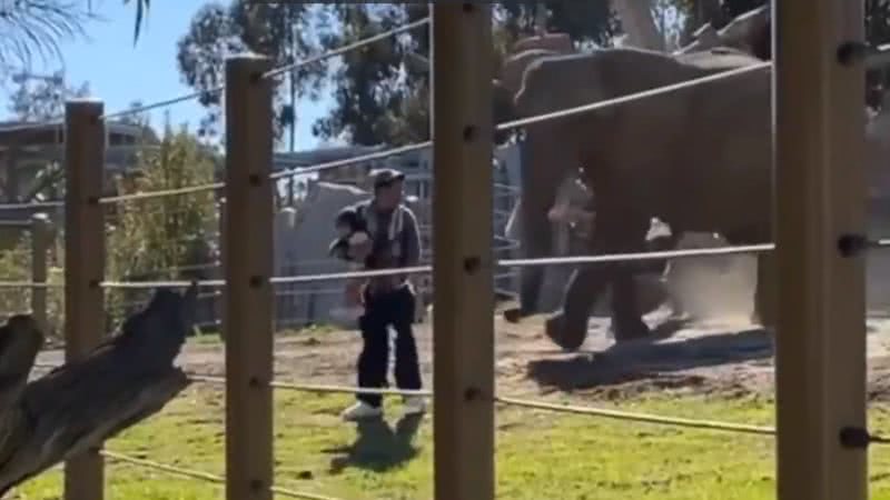 Cena do momento em que o elefante avisto o homem dentro de seu ambiente - Divulgação/Twitter