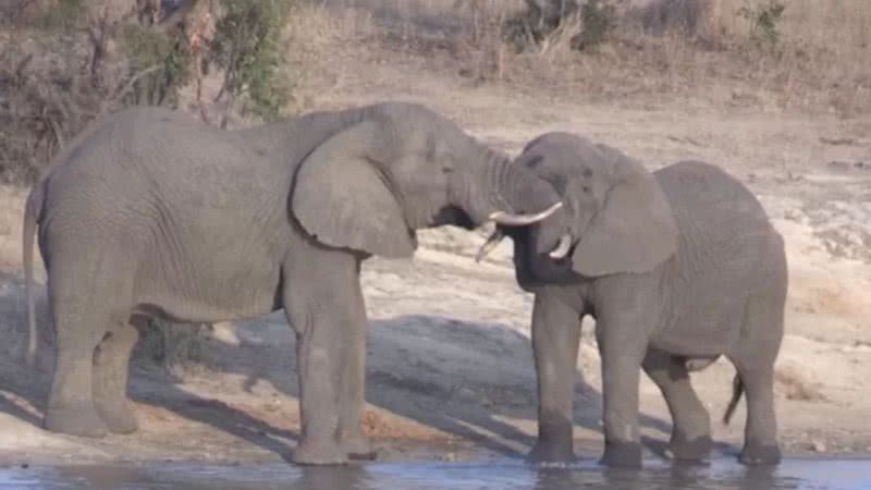 Elefantes no Parque Nacional Kruger, África do Sul - Divulgação/Youtube/Africa Adventures