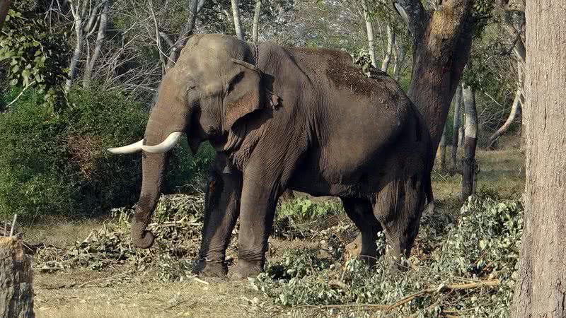 Imagem meramente ilustrativa de um elefante - Imagem de Bishnu Sarangi por Pixabay