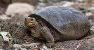 Tartaruga gigante que pensava-se estar extinta há um século - Divulgação/Parque Nacional Galápagos