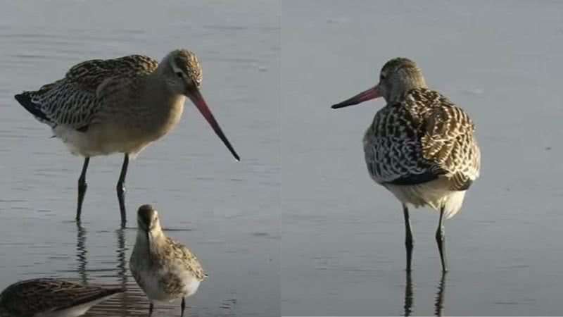 Imagens de faselo (Limosa lapponica) - Reprodução / Vídeo