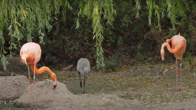 Fotografia dos pais flamingos e seu filhote - Divulgação/ Youtube/ ZSL - Zoological Society of London