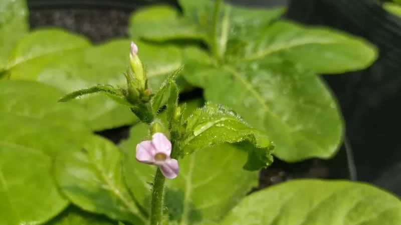 A planta da espécie Nicotiana azambujae, em Santa Catarina - Luís Adriano Funez/Arquivo pessoal