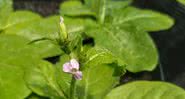 A planta da espécie Nicotiana azambujae, em Santa Catarina - Luís Adriano Funez/Arquivo pessoal