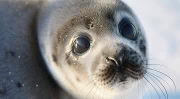 Filhote de foca - Getty Images