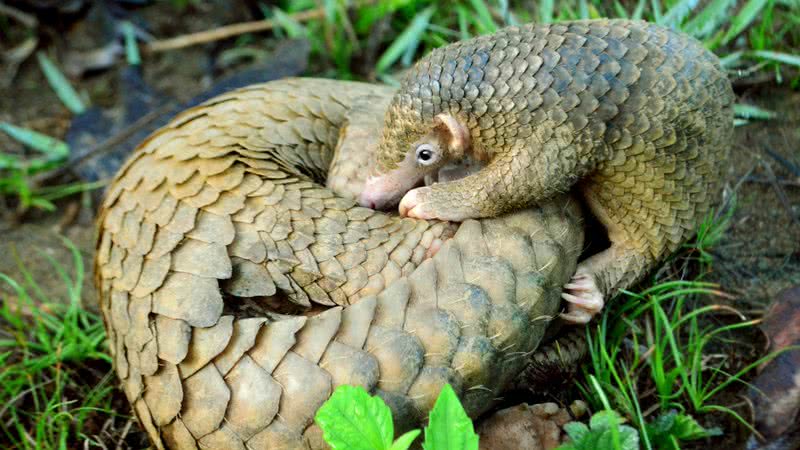 Imagem meramente ilustrativa de dois pangolins - Shukran888/ Creative Commons/ Wikimedia Commons