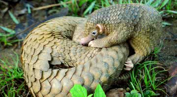 Imagem meramente ilustrativa de dois pangolins - Shukran888/ Creative Commons/ Wikimedia Commons