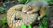 Imagem meramente ilustrativa de dois pangolins - Shukran888/ Creative Commons/ Wikimedia Commons