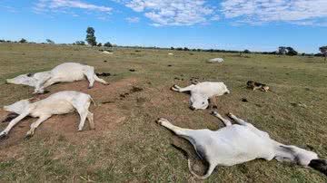 Os gados encontrados mortos - Divulgação/Iagro