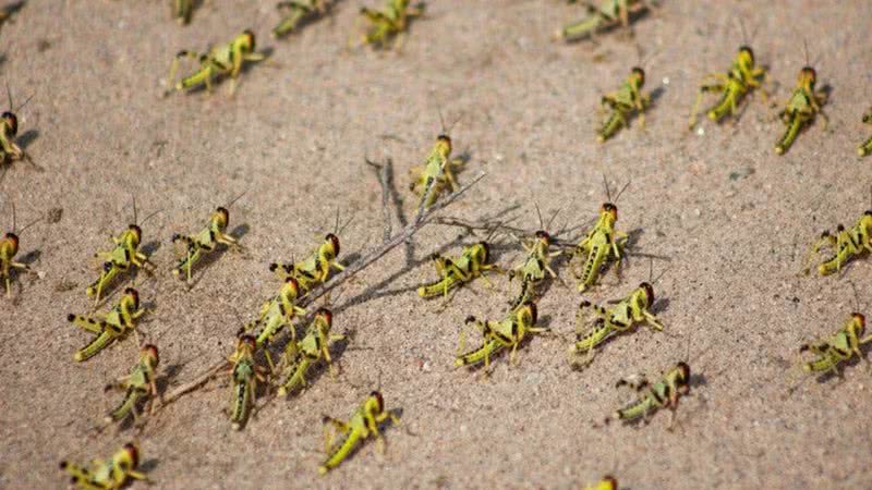 Imagem de gafanhotos do deserto - Divulgação