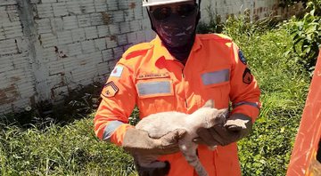 Bombeiro resgatando o gato que ficou preso em um coqueiro - Divulgação/ Corpo de Bombeiros