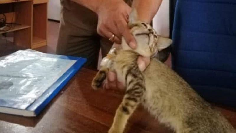 Gato tinha drogas e acessórios de celular presos em sua coleira - Divulgação/Departamento de polícia do Sri Lanka