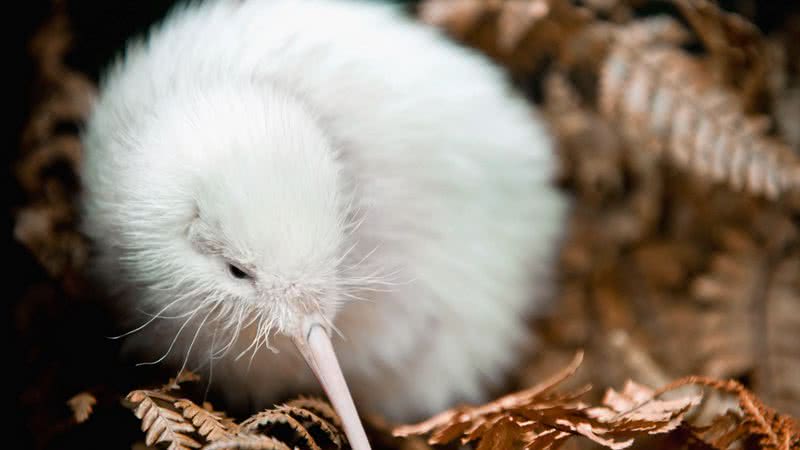 Manukura, o raro kiwi branco - Getty Images