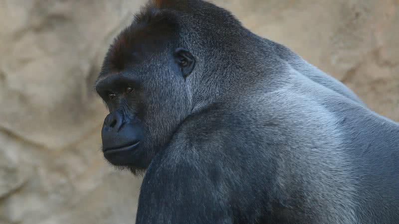 Gorila em zoológico - Getty Images