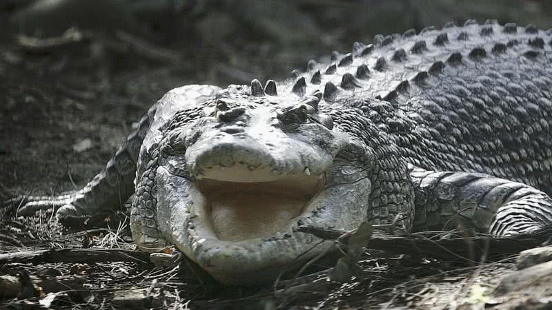 Imagem meramente ilustrativa de crocodilo - Getty Images