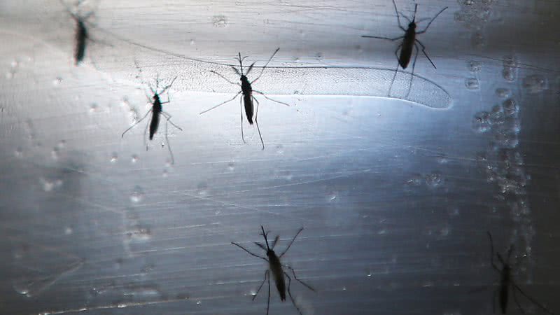 Mosquitos Aedes Aegypti, transmissores do zika - Getty Images