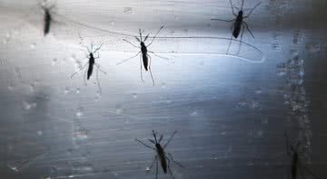 Mosquitos Aedes Aegypti, transmissores do zika - Getty Images