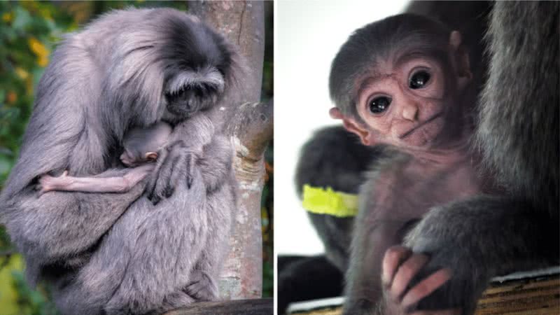 Montagem mostrando filhote com a mãe, e filhote sozinho - Divulgação/ Curraghs Wildlife Park