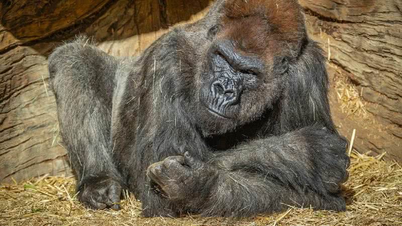 Um dos gorilas infectados com a Covid-19 - Divulgação/ Twitter/ San Diego Zoo Safari Park