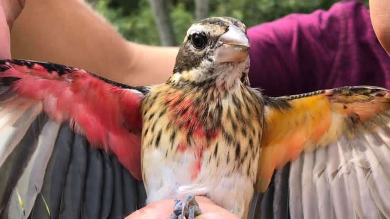 Imagem do pássaro chamado de Grosbeak - Divulgação / Annie Lindsay