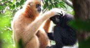 Gibões-de-Hainan, que vivem em ilha na China - Fazenda Kadoorie e Jardim Botânico