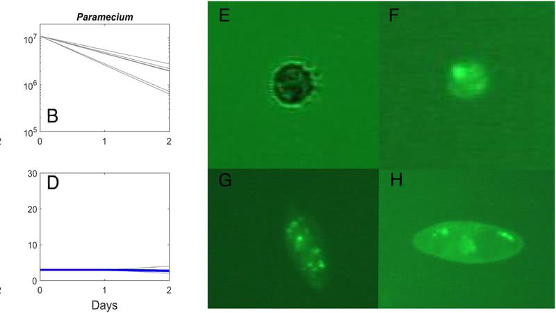 Gráfico sobre a atividade do Chlorovirus (esq.) e microrganismos da espécie Halteria (dir.) - Divulgação/UniversidadedeNebraska-Lincoln