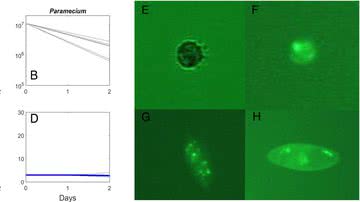 Gráfico sobre a atividade do Chlorovirus (esq.) e microrganismos da espécie Halteria (dir.) - Divulgação/UniversidadedeNebraska-Lincoln