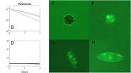 Gráfico sobre a atividade do Chlorovirus (esq.) e microrganismos da espécie Halteria (dir.) - Divulgação/UniversidadedeNebraska-Lincoln