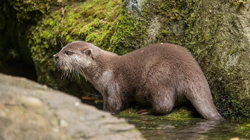 Harris, a lontra solitária - Divulgação