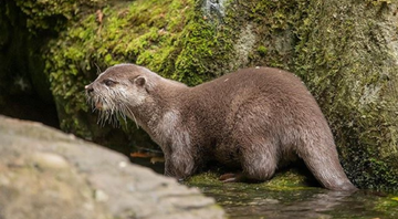 Harris, a lontra solitária - Divulgação