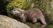 Harris, a lontra solitária - Divulgação