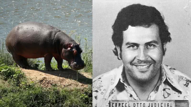 Hipopótamo (à esqu.) e Pablo Escobar, narcotraficante colombiano - Getty Images e Colombian National Police via Wikimedia Commons