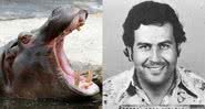 Imagem ilustrativa de hipopótamo e o narcotraficante Pablo Escobar - Pixabay/clarbner / Colombian National Police via Wikimedia Commons