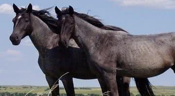 Foto de cavalos - Wikimedia Commons