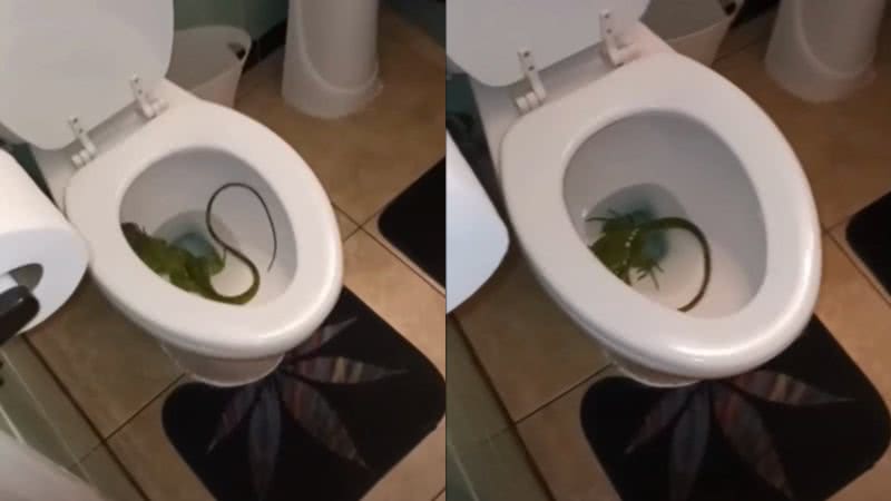 Imagens da iguana encontrada no vaso sanitário - Reprodução/Vídeo/YouTube/CNN Brasil