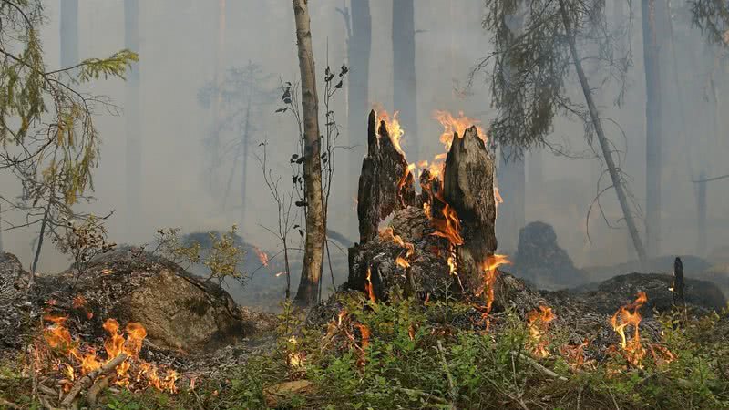 Imagem meramente ilustrativa de incêndio florestal - Divulgação/ Pixabay/ Ylvers