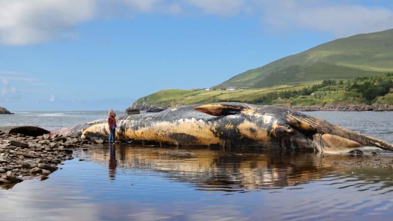 Divulgação/Valerie O'Sullivan - Baleia encalhada em praia da Irlanda