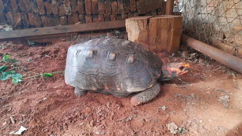 Jabuti que estava na casa do homem foragido - Divulgação/ Polícia Militar Ambiental