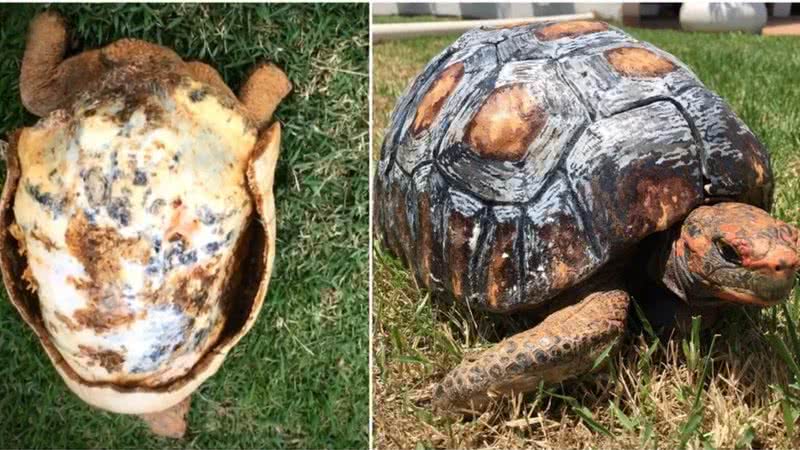 Jabuti com casco danificado e depois, com a prótese - Cícero Moraes