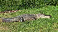 Fotografia de jacaré relaxando em quintal de casa na Flórida - Divulgação/ Venice Police Department