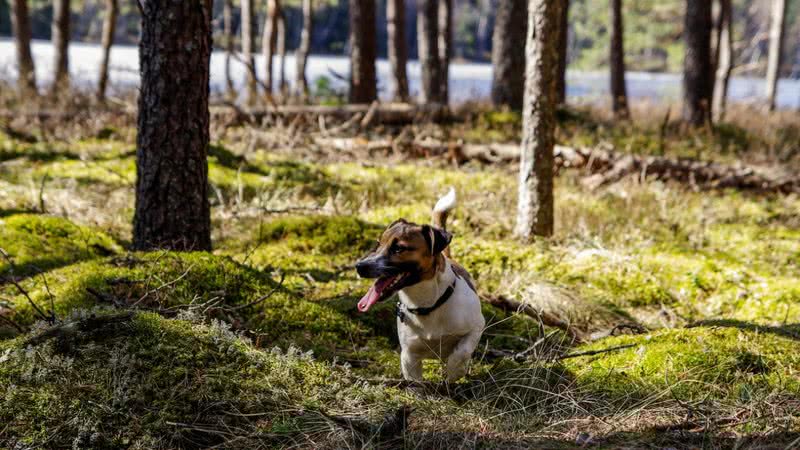 Imagem de um cachorro da raça Jack Russell terrier - Reprodução/Pexel/Pille Kirsi