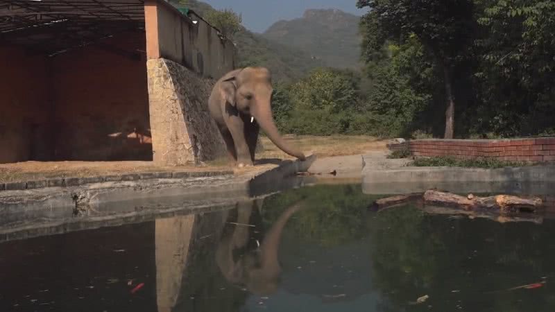 O elefante Kaavan - Divulgação/ YouTube/ BBC News